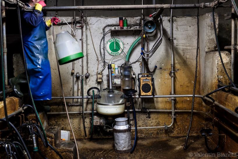 Christian Lenoir during the morning milking of his cows, the farm is located in Hombourg in Liège's province. September 6th, 2015 © Valentin Bianchi