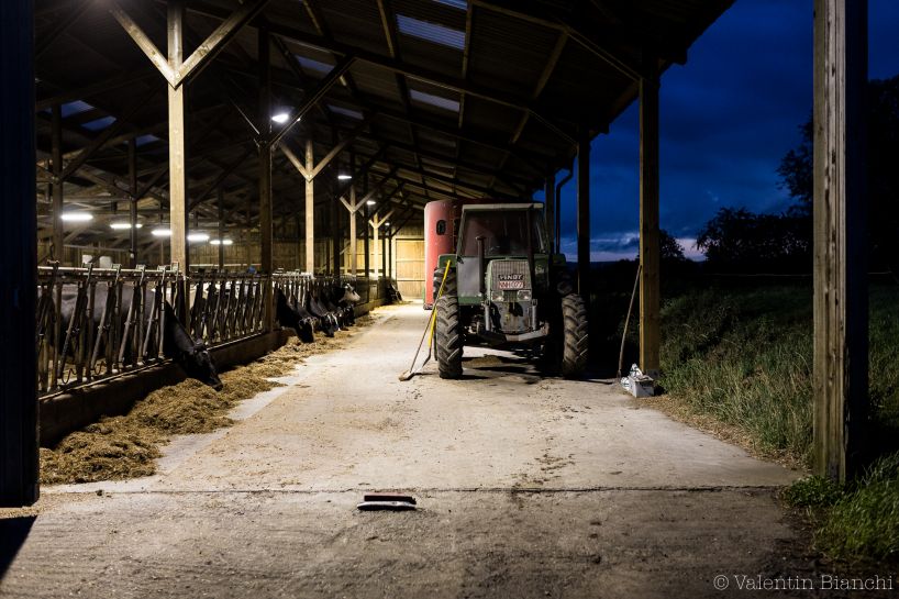 Cows in the farm of Christian Lenoir located in Hombourg, Belgium. September 6th, 2015 © Valentin Bianchi