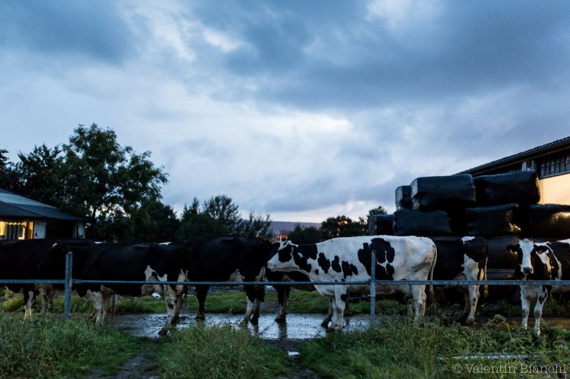 Cows in a farm located in Hombourg, Belgium, are waiting to be milked. Milking take two hours of job each morning and each evening. September 6th, 2015 © Valentin Bianchi