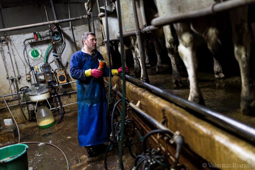 Christian Lenoir during the morning milking of his cows, the farm is located in Hombourg in Liège's province. September 6th, 2015 © Valentin Bianchi