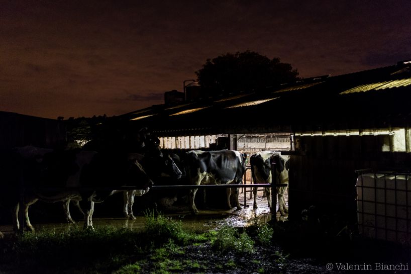 Early morning, Cows in a farm located in Hombourg, Belgium, are waiting to be milked. September 6th, 2015 © Valentin Bianchi