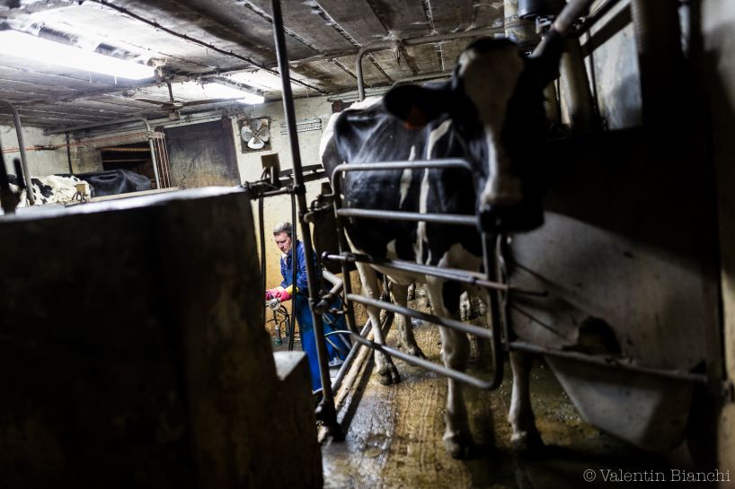 Christian Lenoir during the morning milking of his cows, the farm is located in Hombourg in Liège's province. September 6th, 2015 © Valentin Bianchi